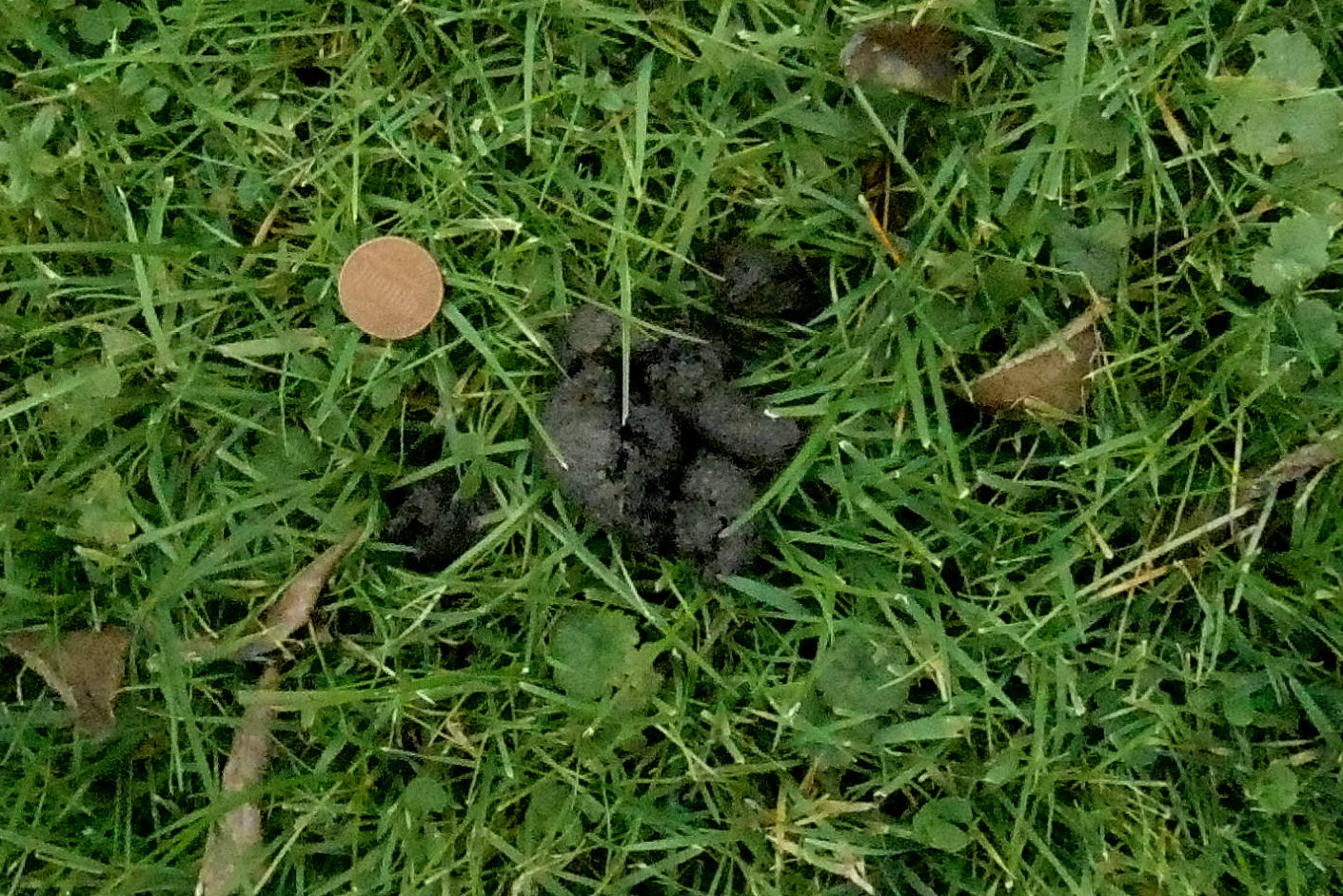 Backyard Beasts: Skunk Diggings And Droppings - 1411x942 - jpeg Raccoon Holes In Lawn